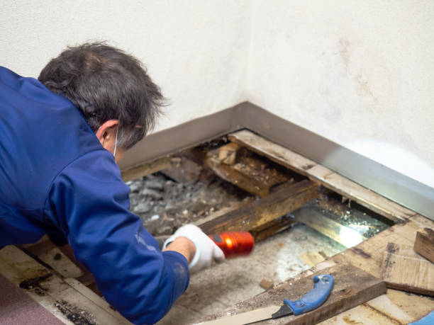 Best Mold Testing  in De Graff, OH