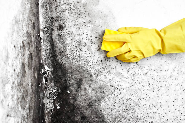 Certified Mold Removal in De Graff, OH