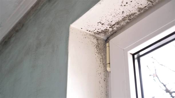 Best Mold Removal Near Me  in De Graff, OH