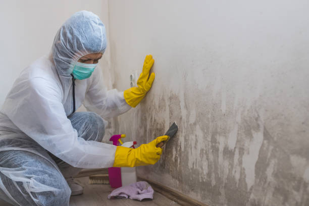 Best Residential Mold Removal  in De Graff, OH