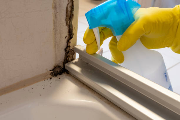 Office Mold Removal Services in De Graff, OH
