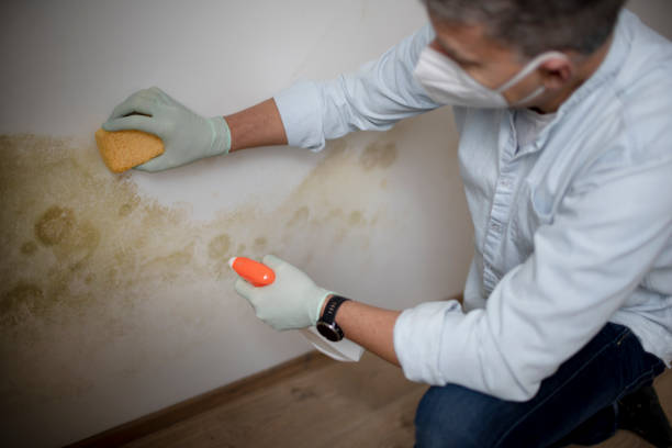 Best Office Mold Removal Services  in De Graff, OH