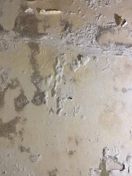 Best Mold Remediation Services  in De Graff, OH